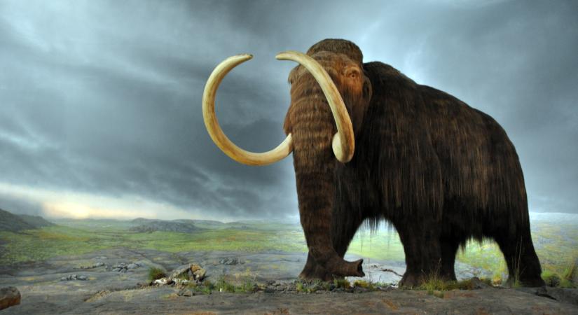 Mamutfasírtot készítettek egy kis mamut DNS alapján, amit elefánt DNS-sel kevertek