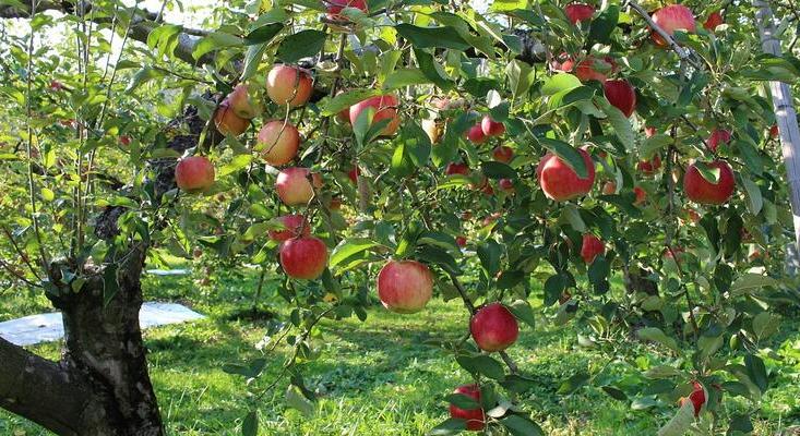 Apáti Ferenc: bajban az almatermesztés, az ültetvények fele eltűnhet a következő öt évben