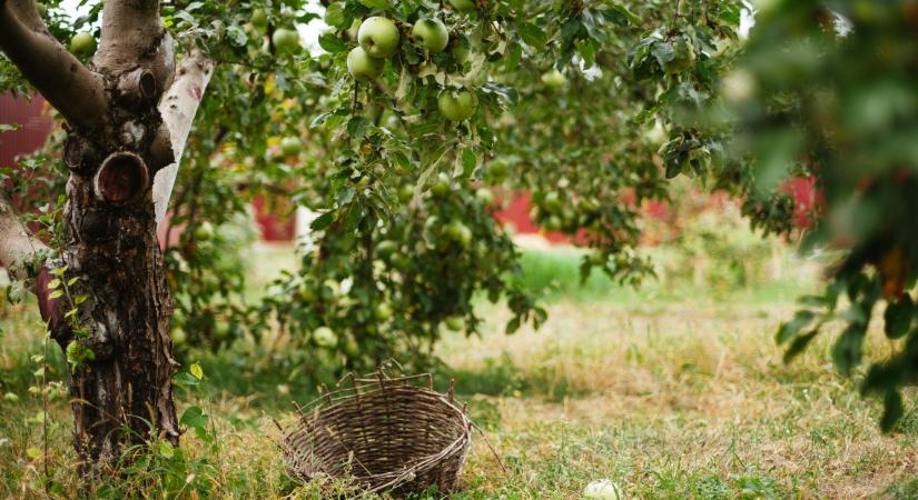 Súlyos helyzetben az almatermesztők: mi lesz így a magyar almával?