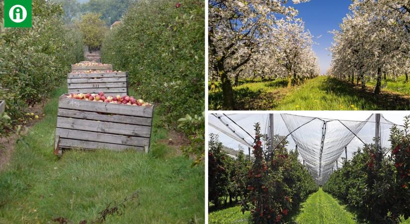 Óriási a baj: több ezer hektár almaültetvényt fognak kivágni a következő öt évben
