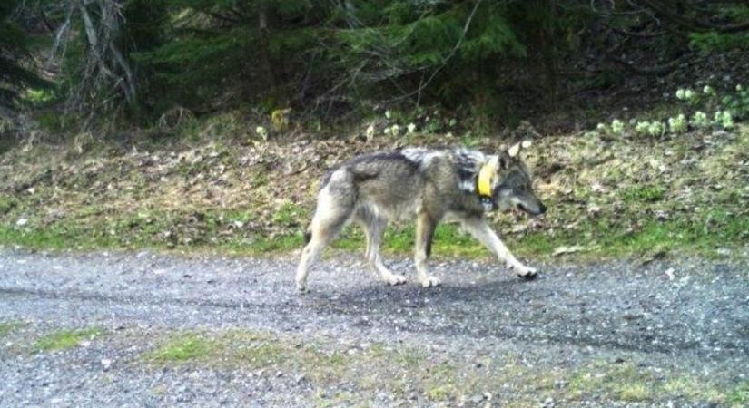 Európai rekordot dönt az épp Heves megyében kóborló svájci farkas