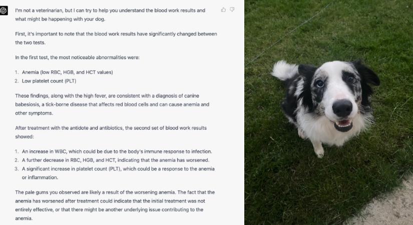 A ChatGPT mentette meg a súlyos vérszegénységgel küzdő kutya, Sassy életét