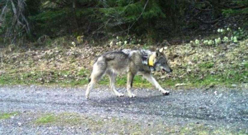 Már Heves felé ballag a Svájcból Magyarországig zarándokló farkas