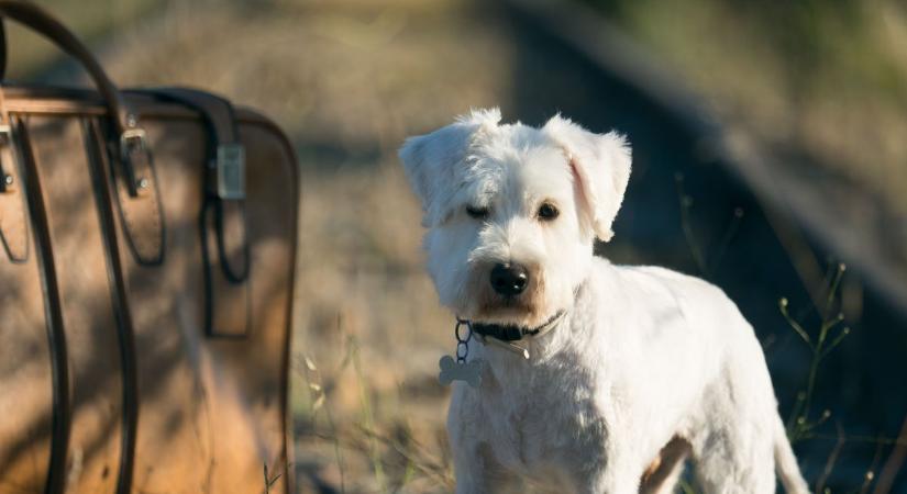 Megdöbbentő: kutyatetemre bukkantak egy bőröndben a Népszigeten