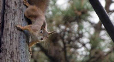 Megnyitott Budapest első mókusparkja Újpesten