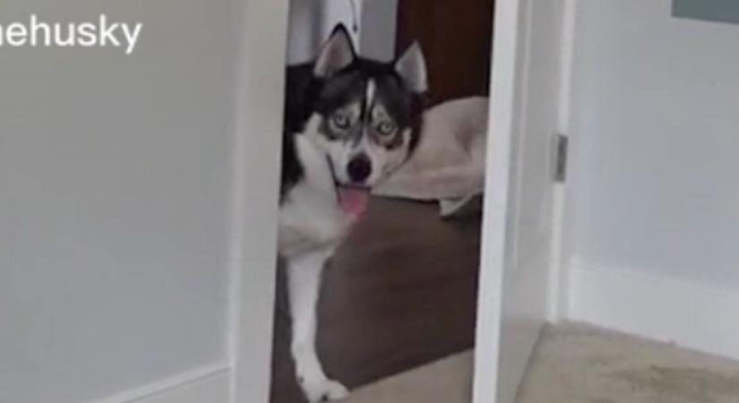 Egy videóhoz hívta a kutyáját Emma, amit a husky ezután tett, azon az egész világ ámul - Videó