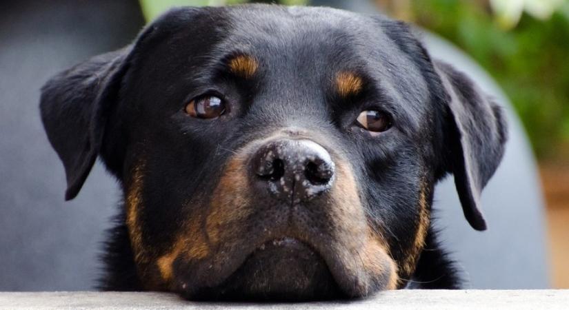 Rottweiler: tömör testű, csupa izom őrző-védő kutya