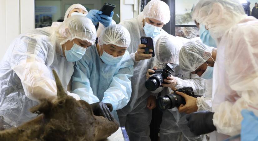A klónozás kora – Egy 9000 éves kihalt állatfajt támasztanának fel a kutatók