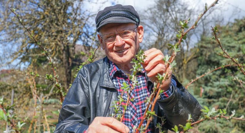 Kezdődik a kerti szezon - Dr. Nagy László, növényvédelmi szakmérnököt kérdeztük