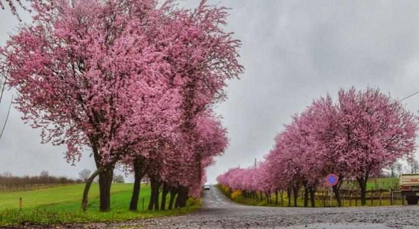 Rózsaszínben pompázik a virágzó vérszilvafáktól a Berkenyére vezető út (fotók)