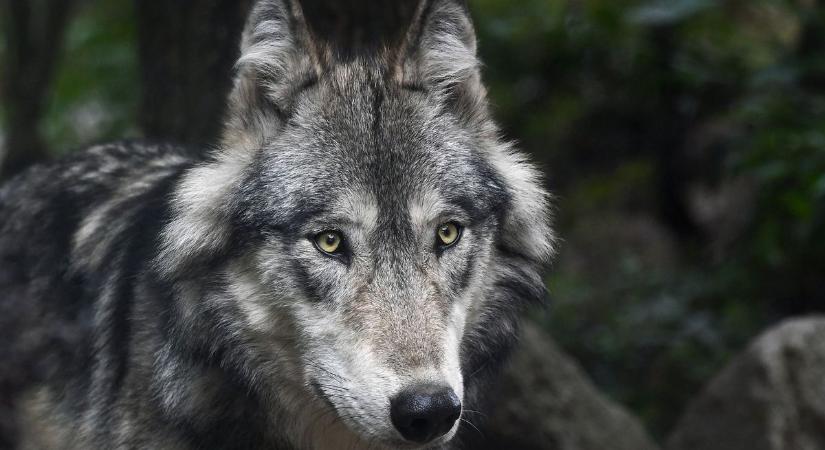 Lefotózták a Bükki Nemzeti Parkban a Svájcból útra kelt farkast