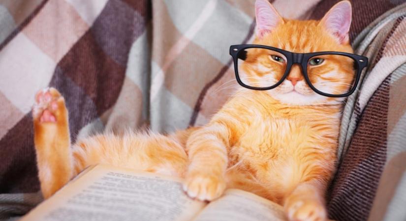 Az örök vitatéma ismét fellángolt: tényleg okosabbak a macskások?