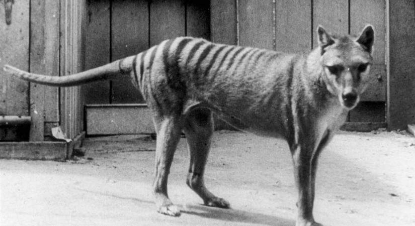 Hihetetlen, de még a kétezres években is élhetett tasmán tigris