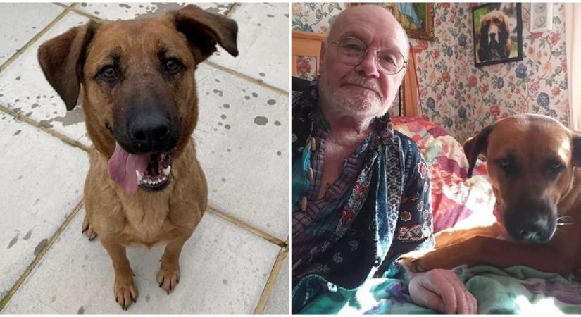 Megmentette idős gazdiját a frissen örökbefogadott kutya - „Ő a mi hősünk”