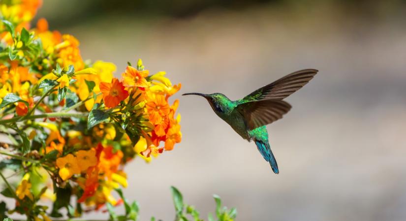 Zseniális mérnöki tervezés: kolibriszárnyak inspirálhatják a dróntervezést