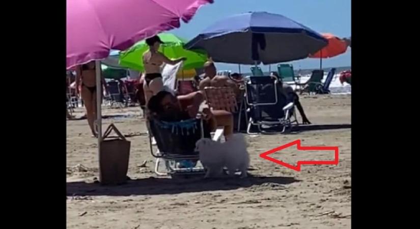 Odarohant a kutya egy nőhöz a strandon, de nem barátkozni akart - videó
