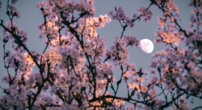 A növő Hold ereje hozzátesz egy lapáttal erőfeszítésedhez – Heti holdhoroszkóp 2023. március 29-április 4.