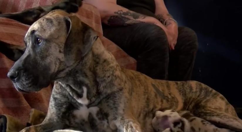 21 kiskutyát hozott világra 27 óra alatt egy német dog
