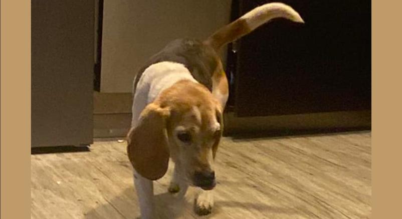 Most találták ezt az aranyos beagle-t a Törökvészi úton, hátha tudod, kié
