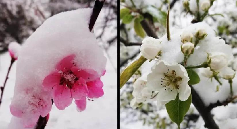 Mit jelent a márciusi hóesés? – Egy gyümölcsész véleménye