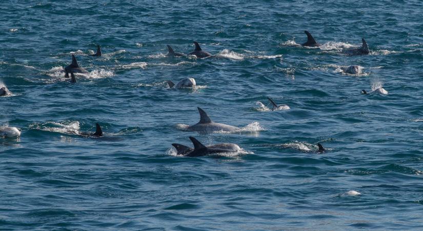Eljárás indult a delfinzaklatók ellen