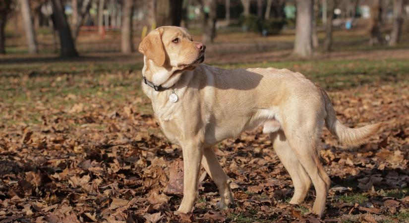 Veszélyben a kutyák – a Pixel nevű vakvezető kutyus diómérgezést kapott