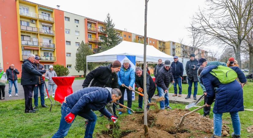 Még zöldebb lesz Szombathely: ezúttal 53 darab fát ültettek el a városban - fotók, videó
