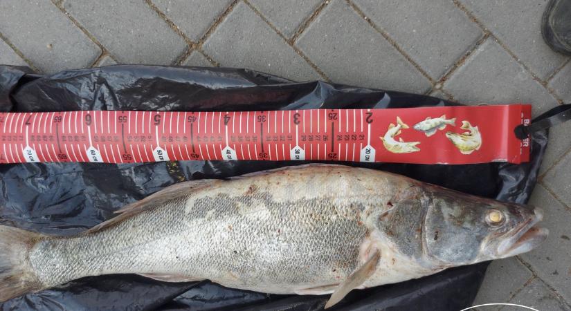 Süllőt lopott egy horgász a Balatonból
