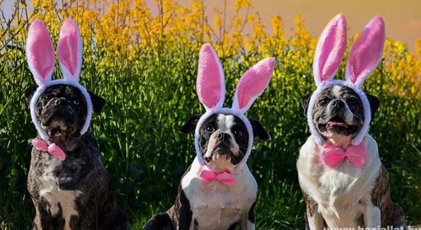 Minek örülnek húsvétkor a cicák és a kutyák?