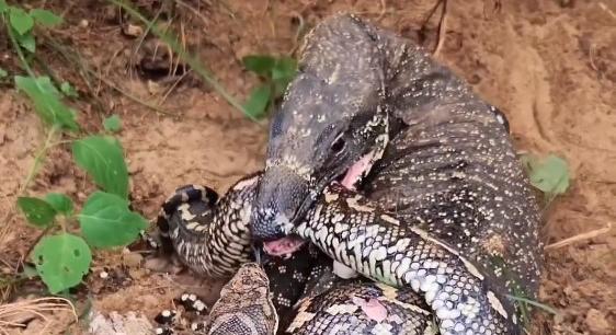 Brutális halálharcot vív egy varánusz és egy kígyó – videó