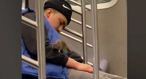Milliók borzonganak a videón, amin lazán felmászik egy patkány egy metrón elszenderült férfi nyakába