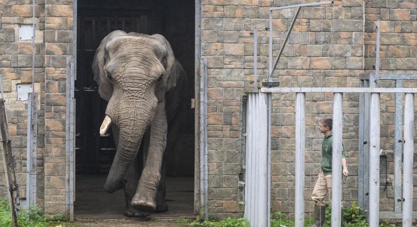 Újra Nyíregyházán Európa legnagyobb afrikai elefántbikája