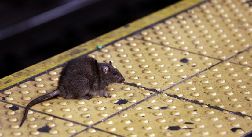 Mutáns óriás patkány támadott be egy férfit a metrón