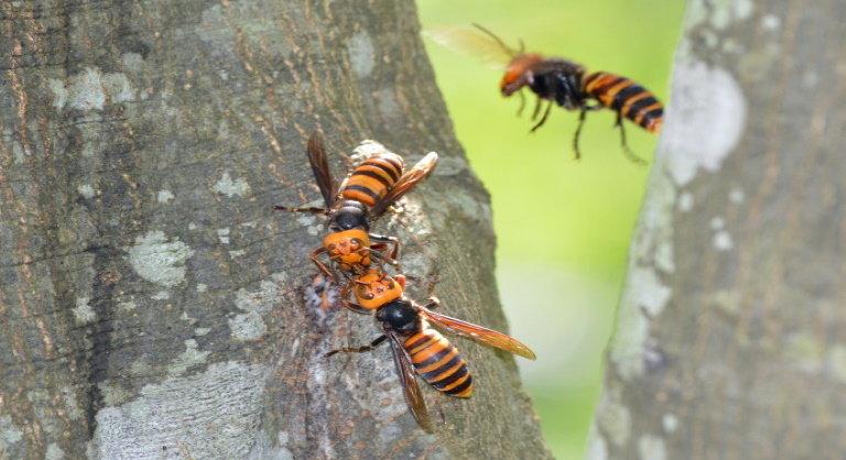Harc a méhekért: csatát nyertek az amerikaiak a betolakodó óriásdarazsakkal szemben