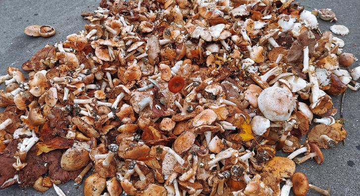 Ötven kilogramm mérgező gombát foglaltak le Keszthelyen a laikus gyűjtőknél