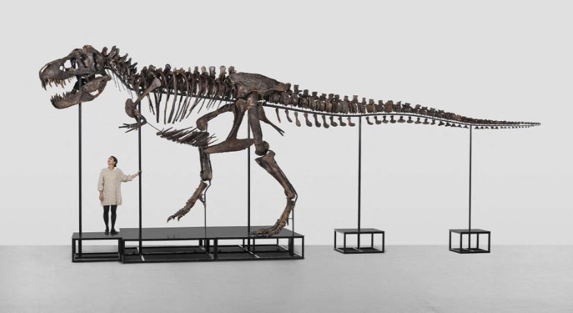 Elsőként kerül T-Rex csontváz árverésre Európában