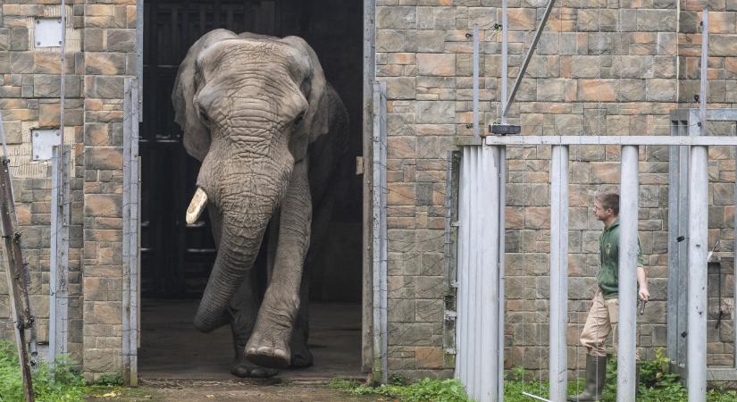 Visszatért Nyíregyházára Európa legnagyobb afrikai elefántja