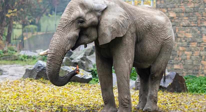 Hazatért Jack, Európa legnagyobb afrikai elefántja