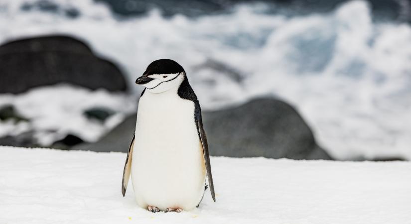 Jelentősen nőtt a pingvinek és a röpképtelen kormoránok populációja