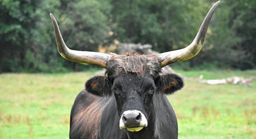 700 kilós bika zúzta halálra a fejőnőt, ismét bíróság elé áll a tulaj