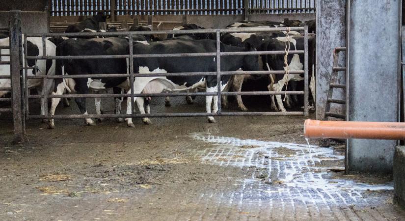 Eldurvult a tüntetés Erdélyben: már az emésztőgödörbe öntötték a tejet a gazdák