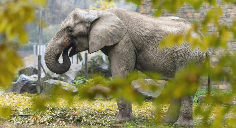 Európa legnagyobb afrikai elefántja érkezett hazánkba