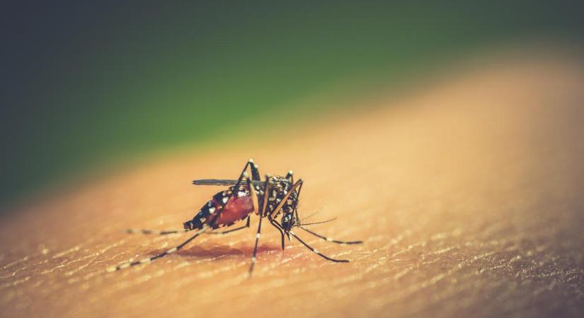 Terjednek Magyarországon inváziós szúnyogok, megvizsgálták, terjesztenek-e súlyos betegségeket. Itt az eredmény