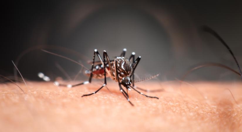 Kiderült, hogy terjesztenek-e súlyos, emberre veszélyes vírusokat a hazánkban élő szúnyogok: Érdemes félnünk?