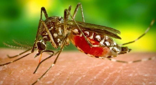 Vizsgálták a hazai szúnyogokat, veszélyes vírusokat kerestek
