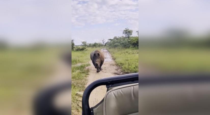 Dühös orrszarvú támadt turisták terepjárójára Dél-Afrikában – videó