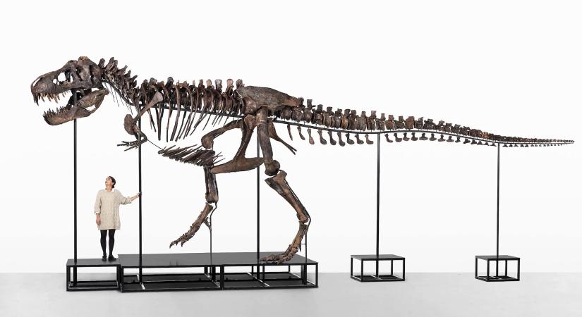 Árverésre bocsátják Európa első és legnagyobb dinoszaurusz-csontvázát