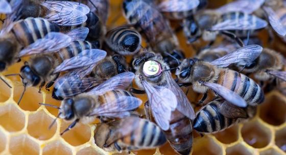 Elképesztő dolgokat árulhatnak el egy városról az ott élő méhek, akár betegségek monitorozásában is segíthetnek