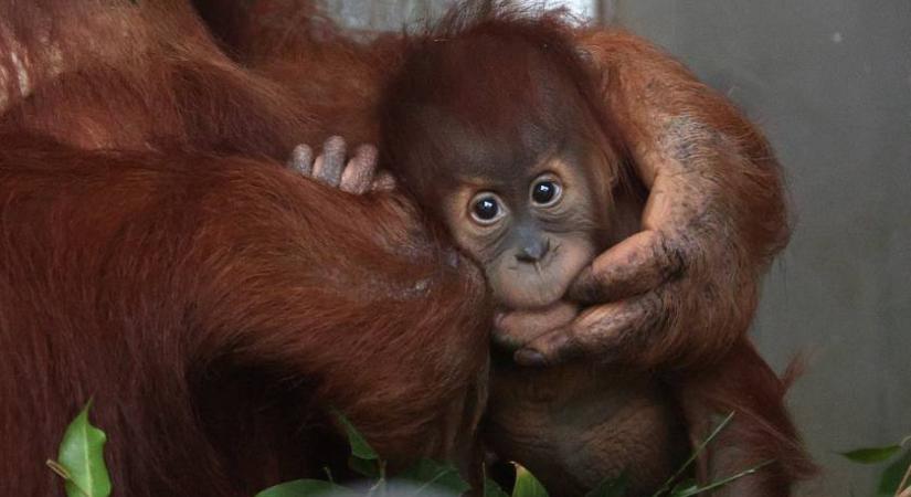 Így tanította meg egy kismama a gorillát, hogyan szoptassa kicsinyét