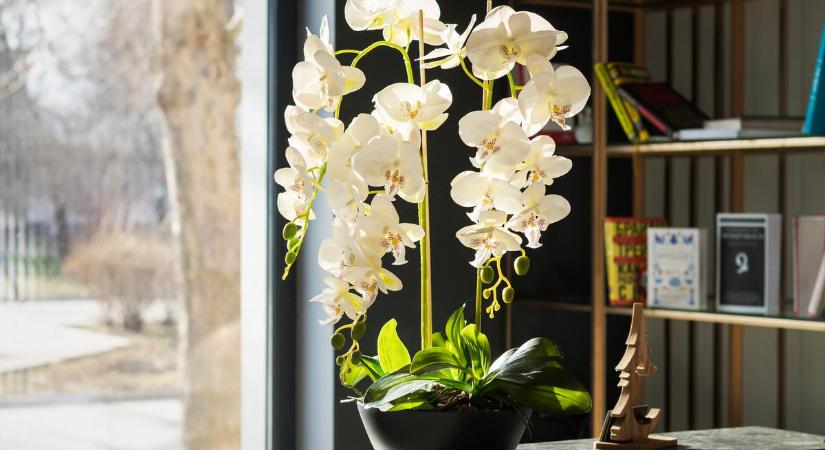 Van otthon orchideád? Így kell úgy gondozni, hogy rengeteg virágot hozzon